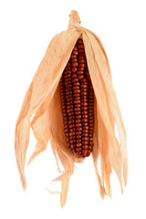 Dry corn