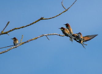 Gruccione - Merops apiaster