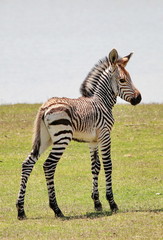 Hartmanns Bergzebra Baby