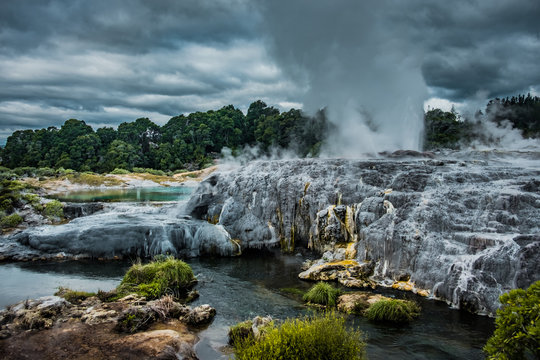 Te Puia geyser erupting in Rotorua, New Zealand North Island