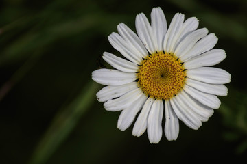 daisy on green background