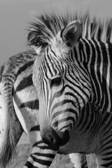 Fototapeta na wymiar 2 Zebra Fohlen
