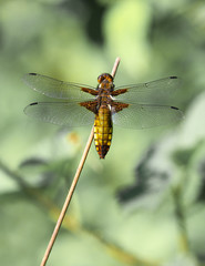 Dragonfly on branch