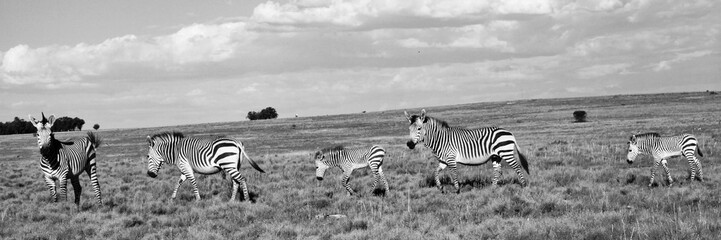 Fototapeta na wymiar Zebra Herde 