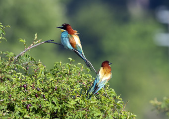 Gruccione - Merops apiaster