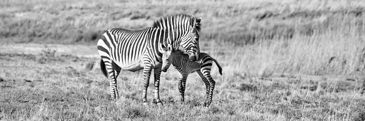 Fototapeta na wymiar Zebra Mutter mit Baby