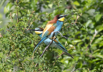 Gruccione - Merops apiaster