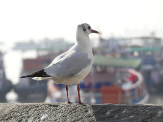 seagull on post