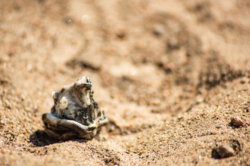 Burnt piece of contaminating plastic in the sand