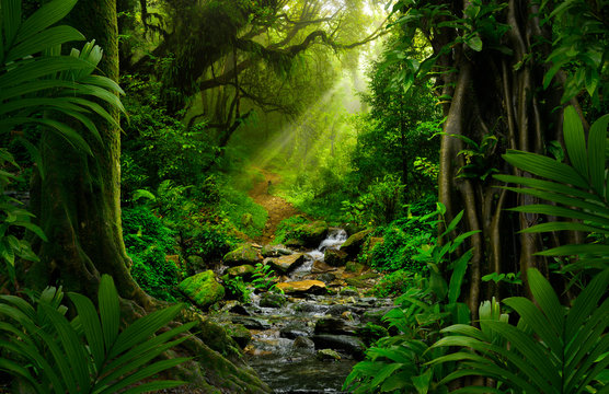 Fototapeta Southeast Asian rainforest with deep jungle