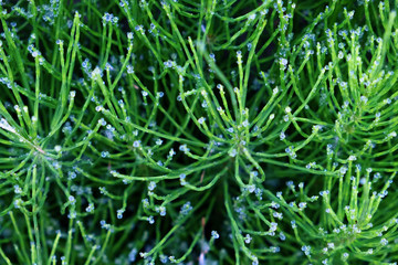 Summer grass with dew drops closeup as background