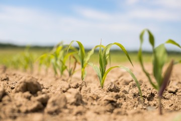  Young green corn plants on the field. Young Corn Plants. Young Corn Plants in a row. 
