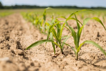  Young green corn plants on the field. Young Corn Plants. Young Corn Plants in a row. 