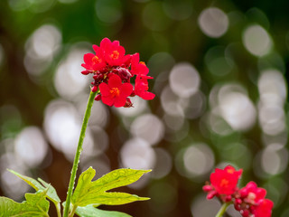 The red flower with raindrops