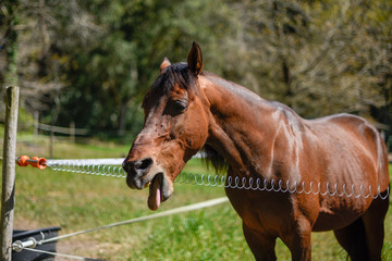 Fototapeta premium Horse with tongue out mid yawning in Sintra, Portugal