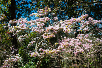 White blossom tree in Sintra Park