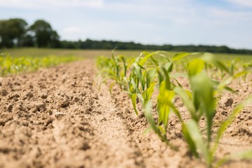 Very young corn plants in a row on the field. Young Corn Plants. 