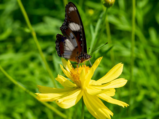 Buterfly and marigold flower on daylight