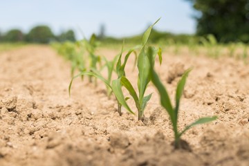 Very young corn plants in a row on the field. Young Corn Plants. 