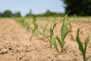 Very young corn plants in a row on the field. Young Corn Plants. 