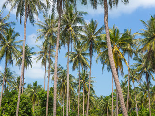 Coconut palm trees against blue sky.Tropical landscape