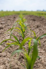 Very young corn plants in a row on the field. Young Corn Plants. 