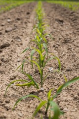 Very young corn plants in a row on the field. Young Corn Plants. 