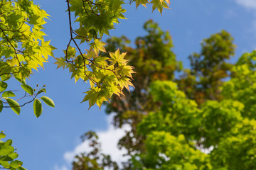 新緑の公園