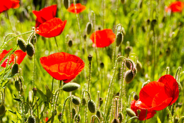 Fototapeta premium Field with red Common Poppy (Papaver rhoeas), of the poppy family Papaveraceae. The poppy is also a symbol of dead soldiers since World War 1.