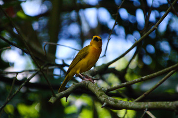 Sun Bird in Aviary on Branch