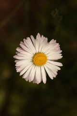 Obraz premium closeup of a daisy