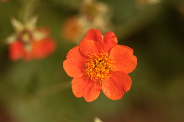 red flower in the garden