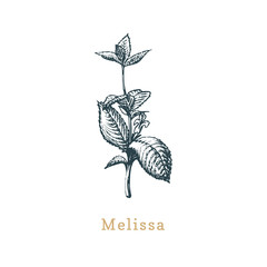 Vector Melissa sketch. Drawn spice herb in engraving style. Botanical illustration of organic, eco plant.