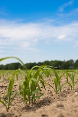 Naklejka premium Young green corn plants on the field. Young Corn Plants. Young Corn Plants in a row. 