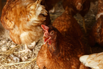hen in henhouse farm.