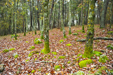 Autumn in a oaks forest at the Natural Park of Sierra Madrona near Fuencaliente, province of Ciudad Real, Spain