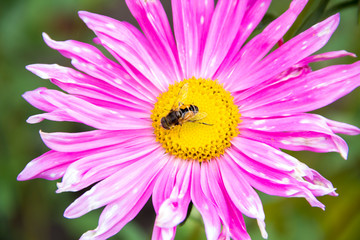 Obraz premium Wasp sits on a flower pink asters