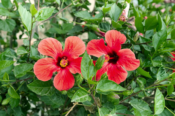 Bright pink large flower of purple hibiscus on green leaves natural background. Karkade tropical garden.