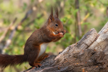 Eichhörnchen sitzt aufrecht auf einem Baumstamm und frisst eine Haselnuss