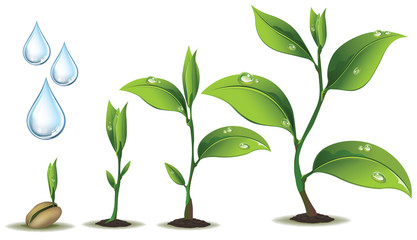 Young plant life process