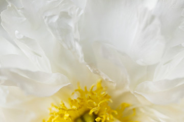 .in the open light and soft close-up of a white flower with a yellow center