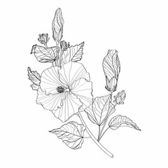 Hibiscus flowers branch drawing and sketch with line-art on white backgrounds. 