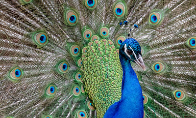 Naklejka premium Beautiful Peacock