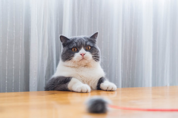 Cute british shorthair playing, indoor shooting