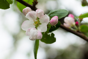 Apple blossoms close up