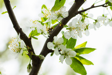 Apple blossoms close up