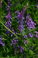 lavende, kwiat, fiolet, roślin, charakter, kwiat, jardin, pola, lato, ziele, zieleń, roz, kwiatowy, flora, kwiat, kwiat, aromat, jary, wrzos, kwitnienie, fiolet, bliska, naturalny, zielarski, dz