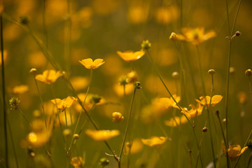 Color play in nature