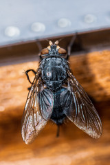 fly