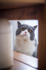 Cute british shorthair, indoor shot